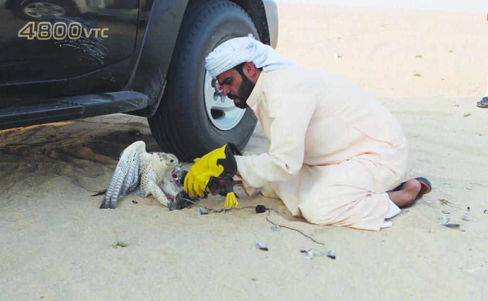 صياد يدرب الصقر على الصيد.