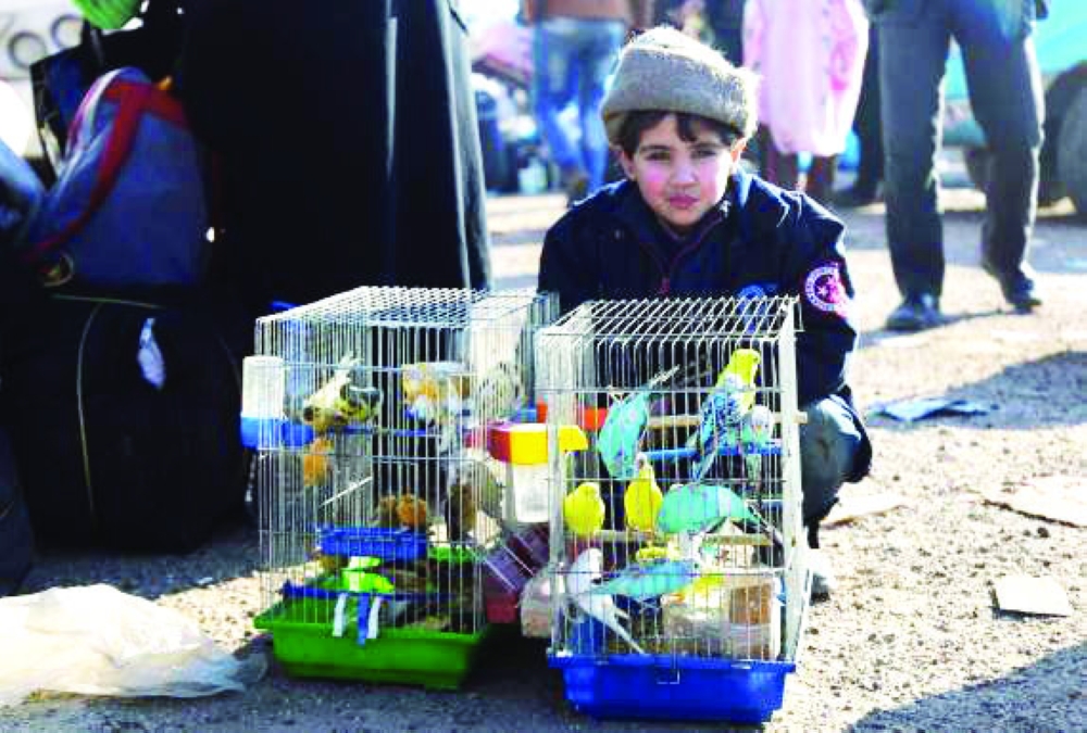 أقفاص عصافير بصحبة طفل نازح من حلب.  (الإنترنت)