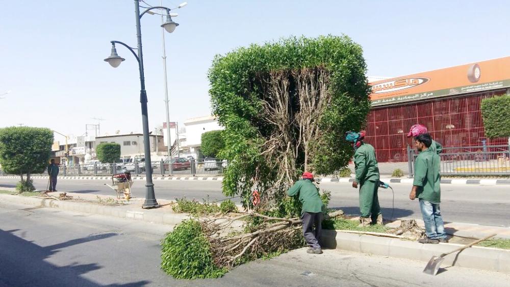 



عمال أثناء قص الأشجار. (عكاظ)