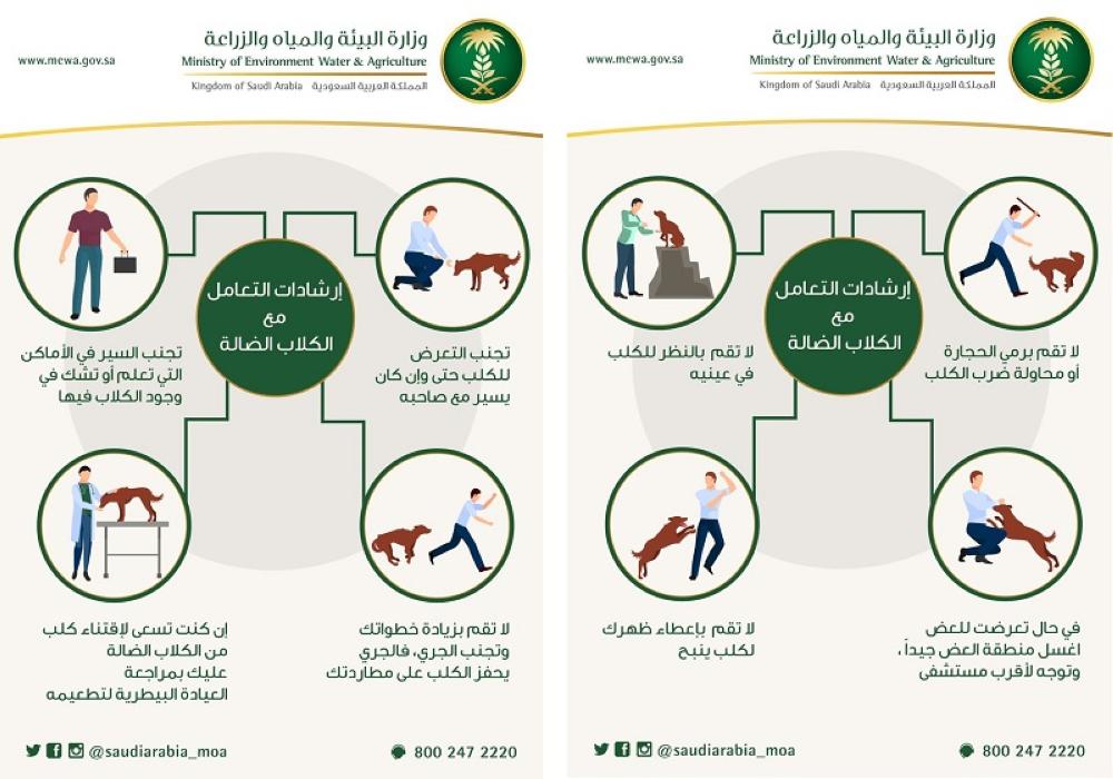 إرشادات التعامل مع الكلاب الضالة