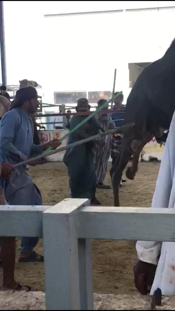 عمالة ظهروا في المقطع يعتدون بالضرب على المواشي
