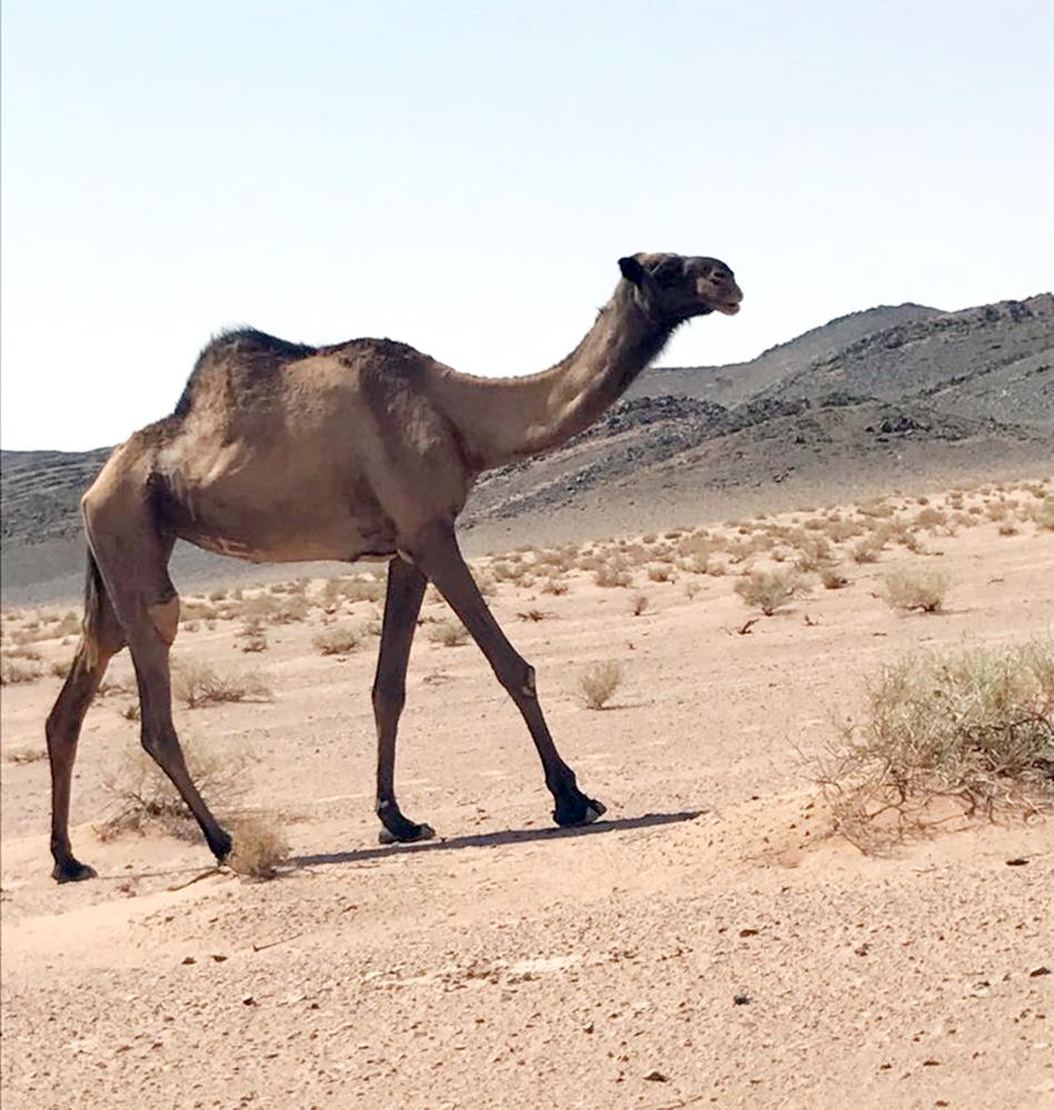 


الناقة «الزرافة» المرشحة لـ«غينيس». 