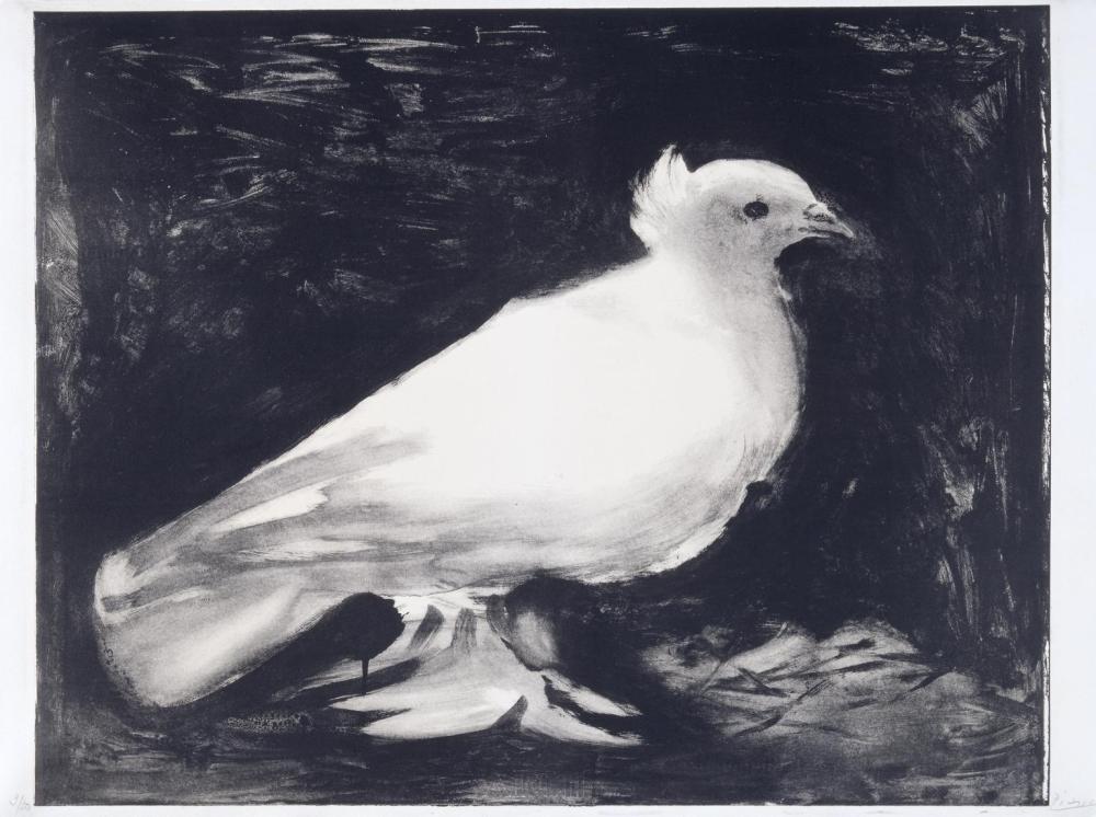 Dove 1949 Pablo Picasso 1881-1973 Bequeathed by Elly Kahnweiler 1991 to form part of the gift of Gustav and Elly Kahnweiler, accessioned 1994 http://www.tate.org.uk/art/work/P11366