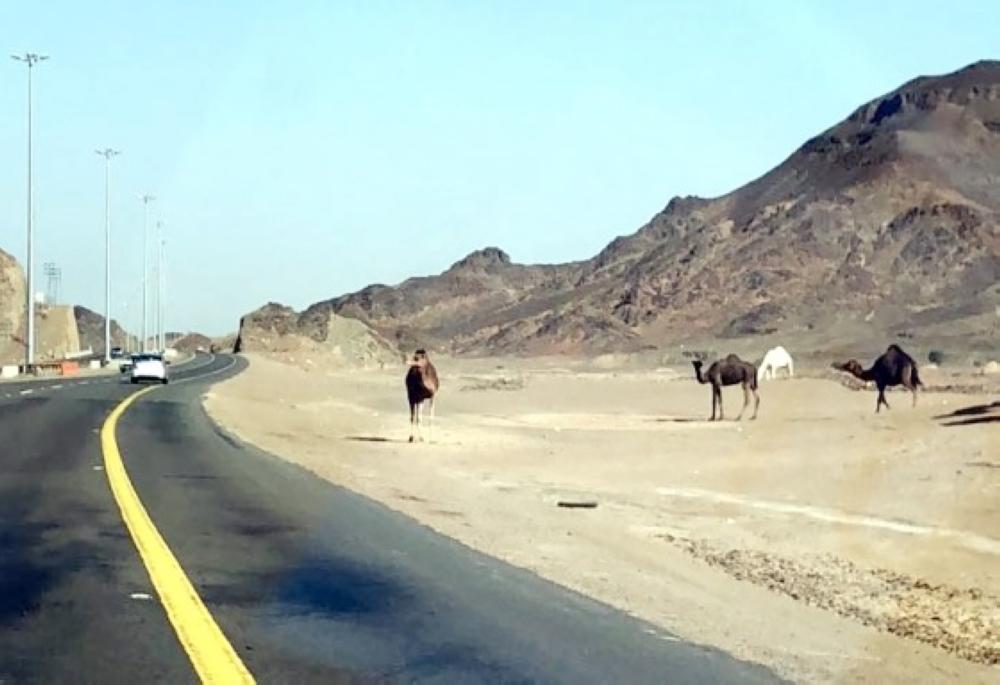 جمال سائبة تهدد عابري طريق ضبوعة.