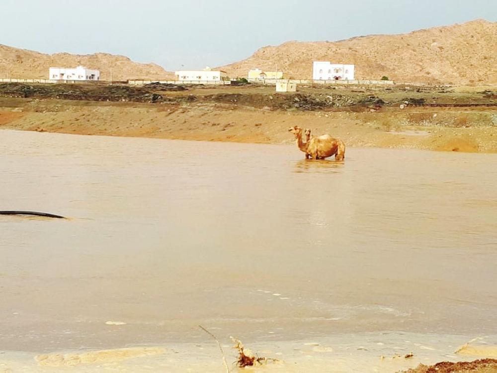 



جمال في أحد سيول أودية حميد العلايا.