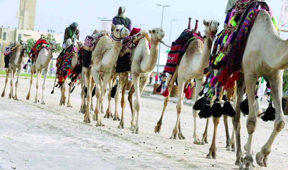 



مسيرة الإبل في جادة سوق عكاظ.