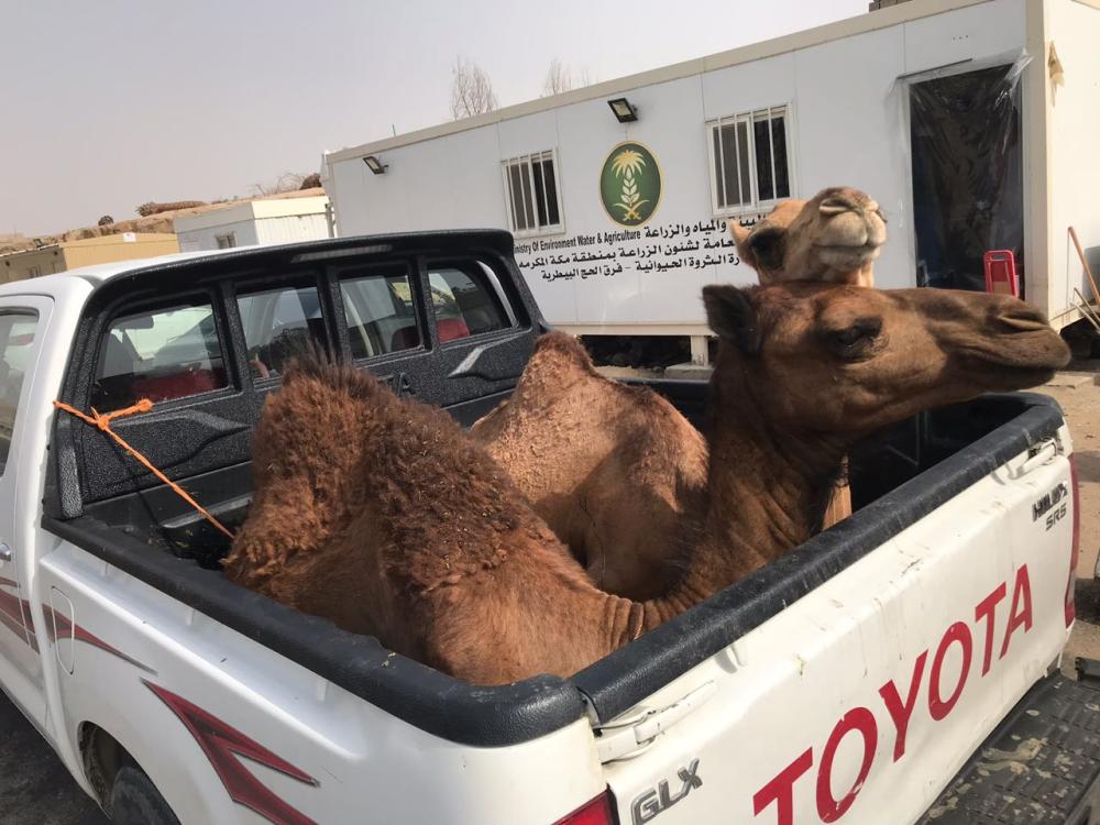 



سيارة محملة بالإبل منعت من دخول المشاعر.