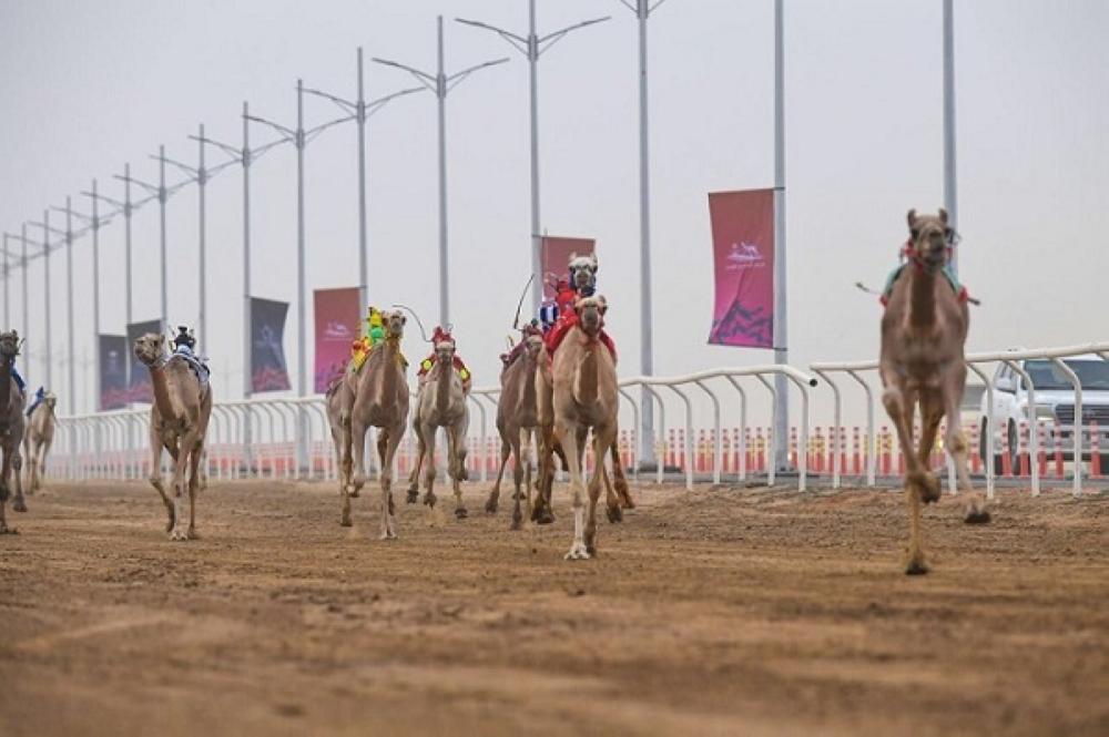 أحد أشواط مهرجان ولي العهد للهجن