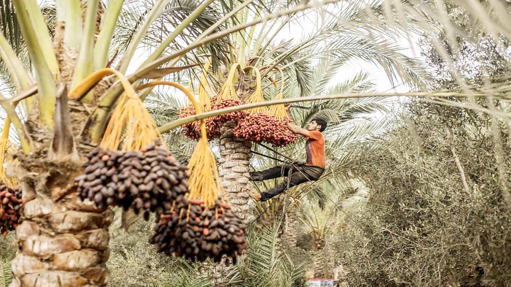 



وزارة العمل دعمت مكافحة السوسة الحمراء باستحداث نطاقات لا يشترط التوطين.