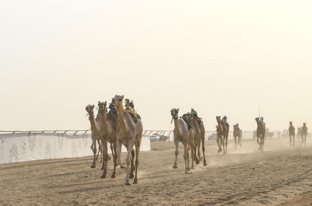 أحد أشواط مهرجان ولي العهد للهجن