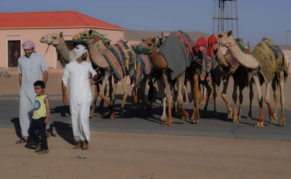 مطايا الأردنيين