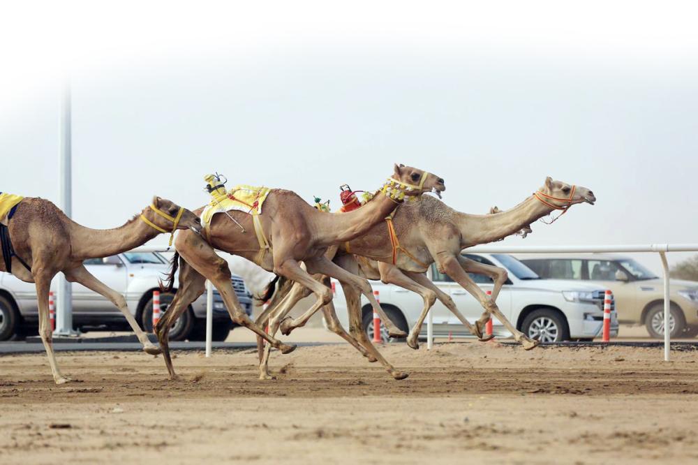 



لقطة من منافسات سباق الهجن في الطائف.