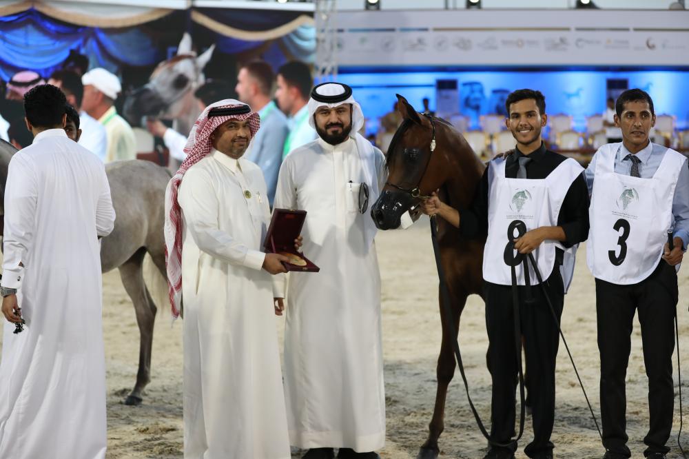 بطولة جدة لجمال الخيل 1