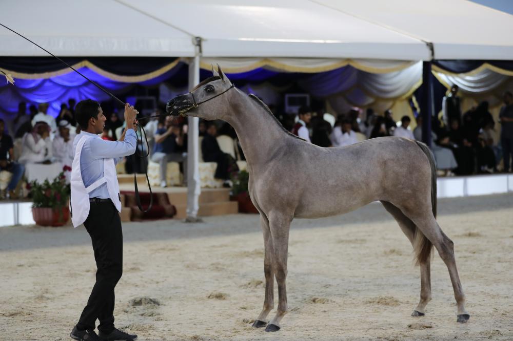 بطولة جدة لجمال الخيل