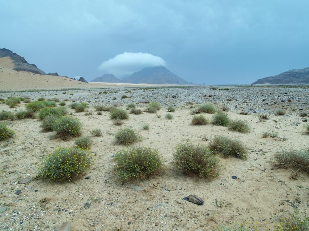 من داخل المنتزة حائل البري