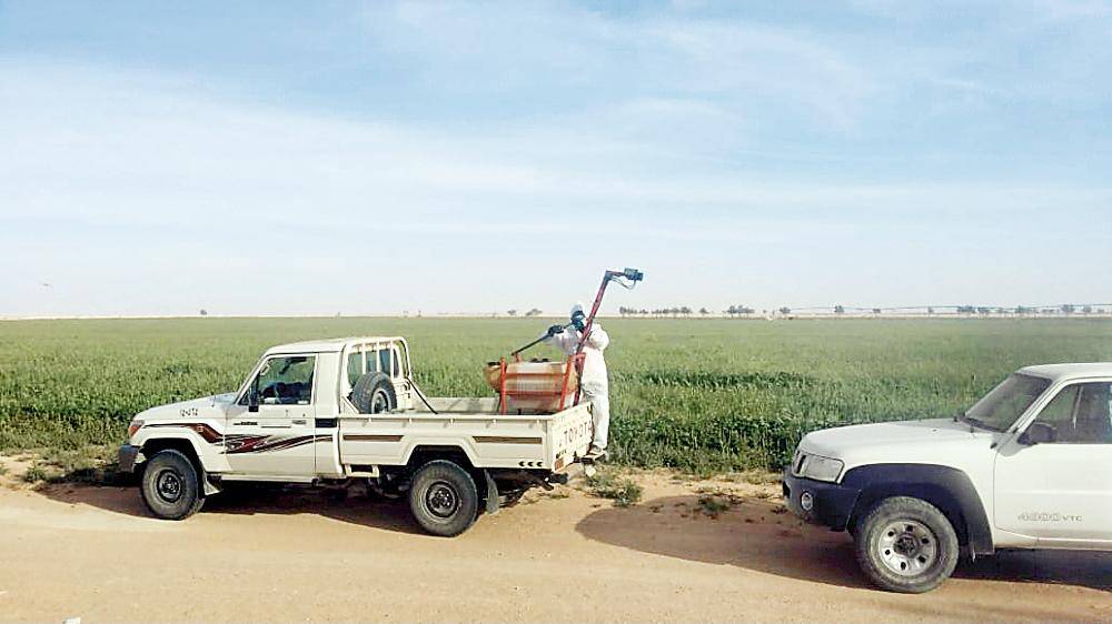 أعمال مكافحة واستكشاف الجراد الصحراوي.