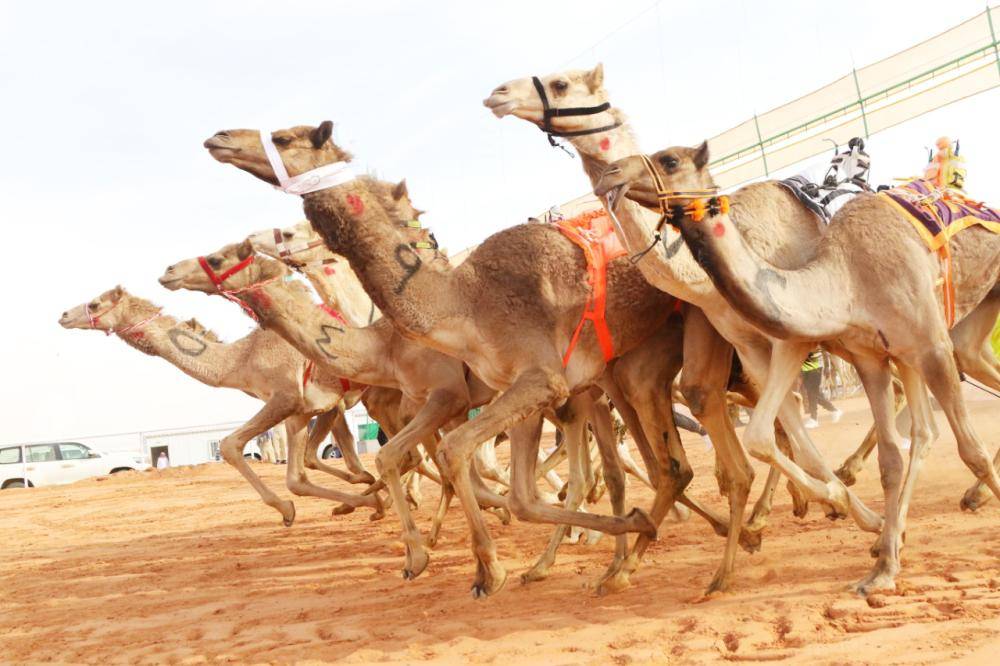 



إبل مشاركة في مهرجان الملك عبدالعزيز.