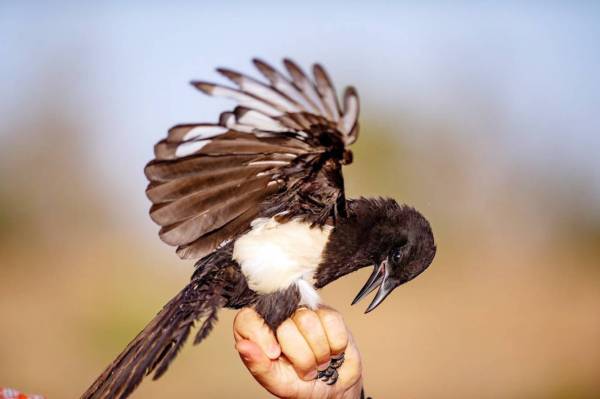 


طائر العقعق العسيري