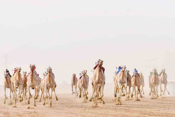 



الإثارة صاحبت سباقات الأمس.