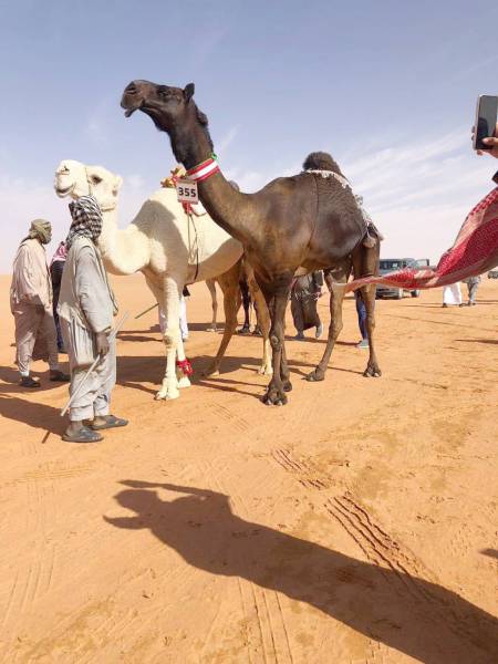 



جانب من الإبل المشاركة في سباقات الهجن.