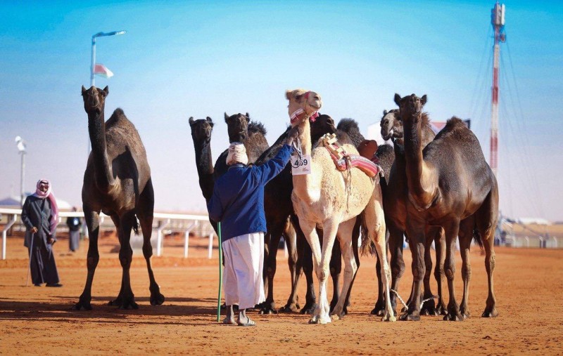 موعد مهرجان الملك عبدالعزيز لمزاين الإبل 1443