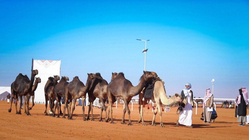 الإبل المشاركة في مهرجان الملك عبدالعزيز لمزاين الإبل