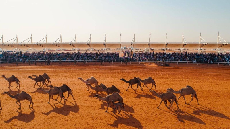 مهرجان الملك عبدالعزيز للإبل