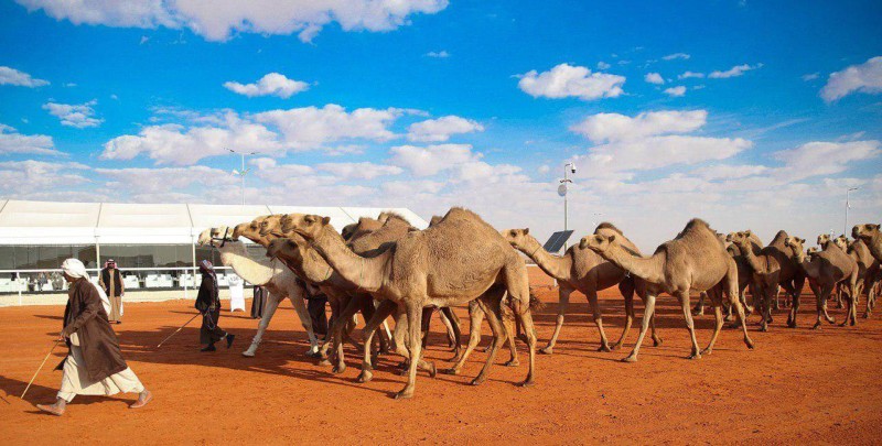 مهرجان الملك عبدالعزيز للإبل