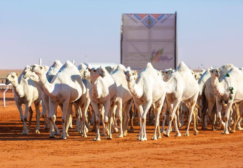 جانب من مهرجان الملك عبدالعزيز للإبل.