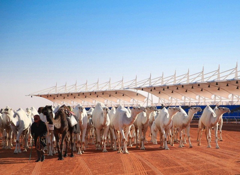 جانب من مسابقات مهرجان الملك عبدالعزيز للإبل.