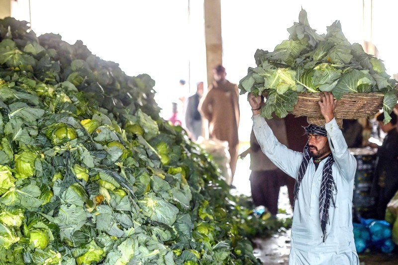 A labourer unloads cabbage in a store at the main vegetable market in Islamabad on January 1, 2020.  / AFP / Aamir QURESHI
