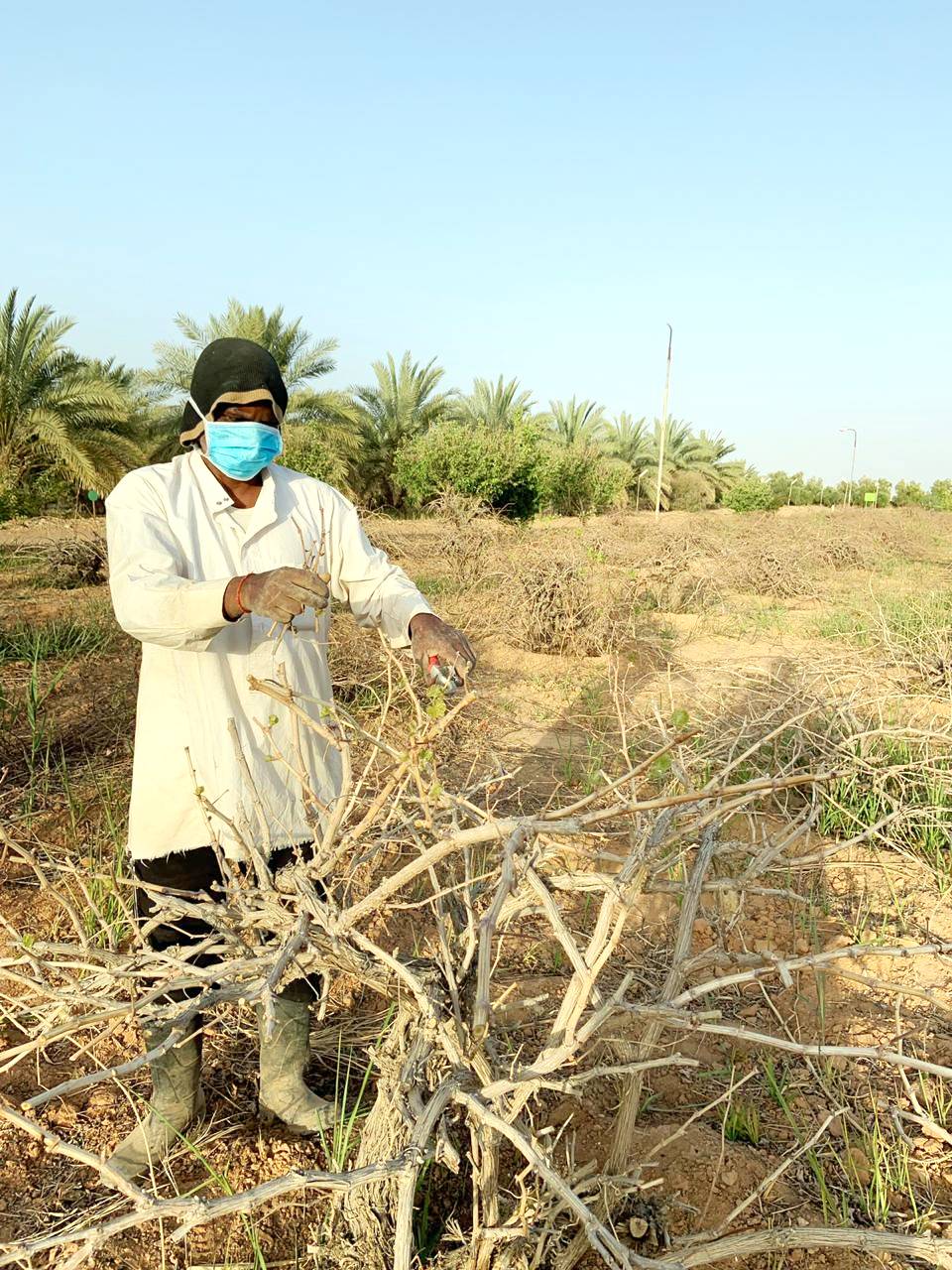 هلال يعمل في إحدى مزارع الجوف.