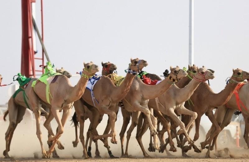 



جانب من الإبل المشاركة في سباقات الموسم.