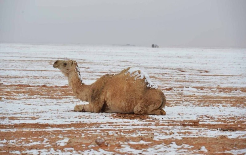 درجة الحرارة في تبوك الان