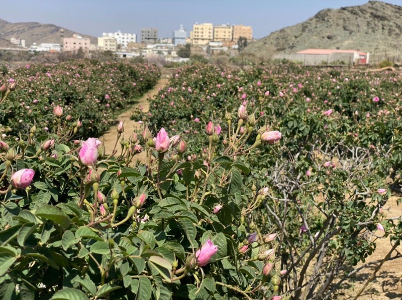 مزارع الورد الطائفي.