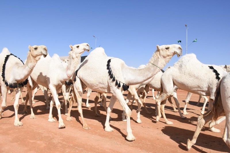 



بعض الإبل التي شاركت في مهرجان الموسم الماضي.