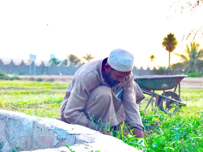 مزارع يحصد أحد المنتجات وسط محافظة عنيزة، مع نسمات الصباح والتي تشهد اعتدالا في الأجواء. (تصوير: إبراهيم شمسان)
