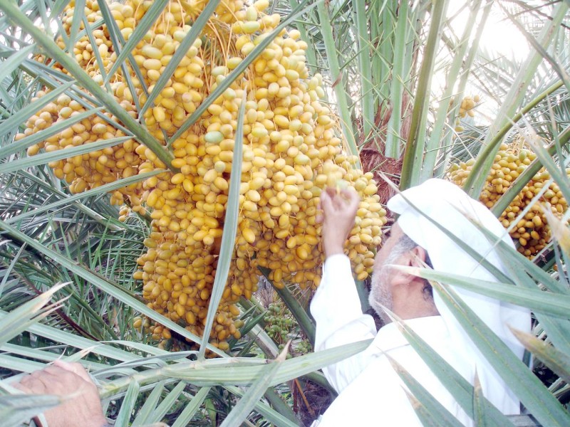 رغم زيادة الطلب الرطب يحافظ على سعره. (تصوير: المحرر)