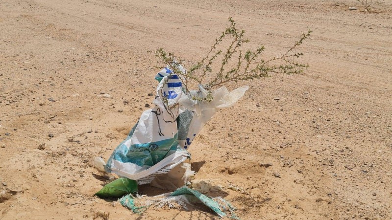 أكياس بلاستيك عالقة بالأشجار في محافظة حفرالباطن  
 تصوير : المحرر