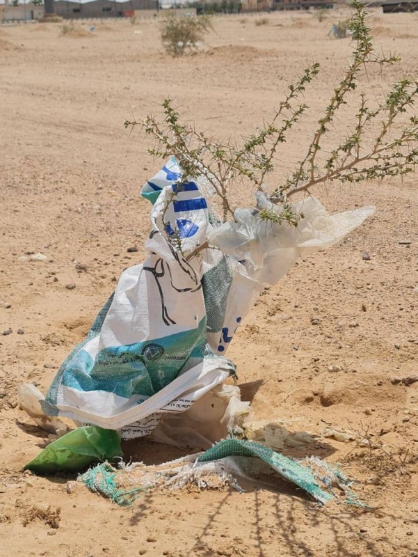 أكياس بلاستيك عالقة بالأشجار في محافظة حفرالباطن  
 تصوير : المحرر
