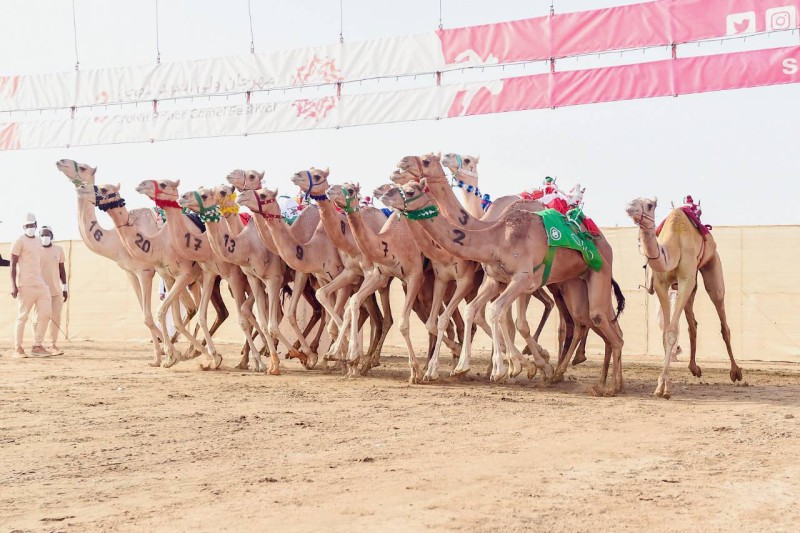 



سيطرت هجن مكة على الفترة الصباحية.