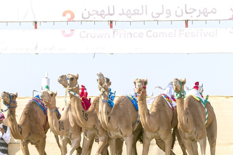 



يحظى مهرجان الهجن بدعم واهتمام كبيرين من ولي العهد. (اتحاد الهجن)