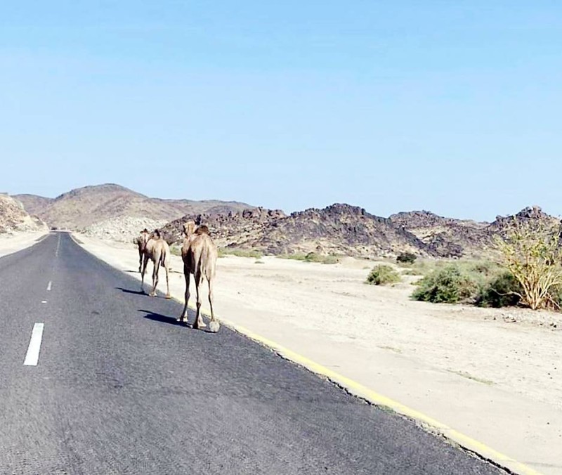 



المطالبة بحلول لدرء خطر الجمال السائبة. (عكاظ)