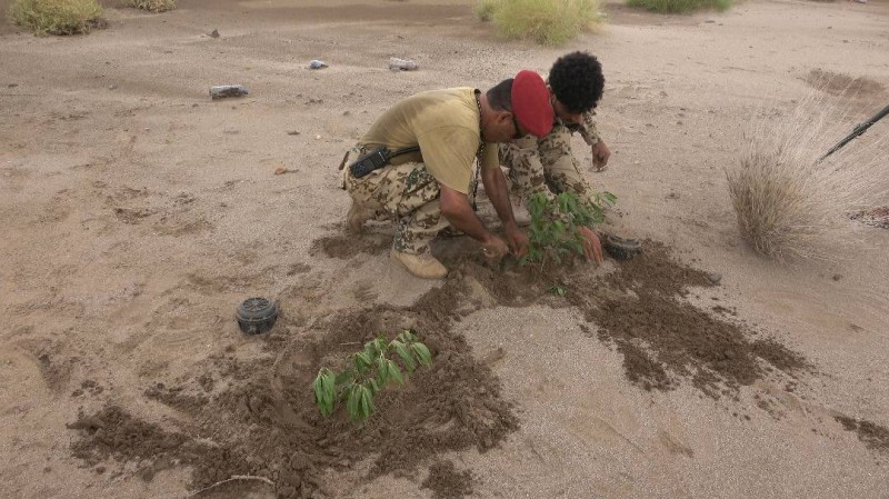 يزرعون الأشجار بدلاً عن ألغام  الحوثي.