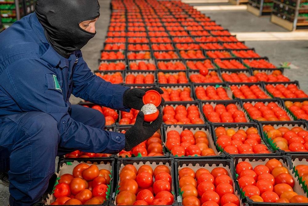 ضبط حبوب الكبتاغون داخل إرسالية الطماطم