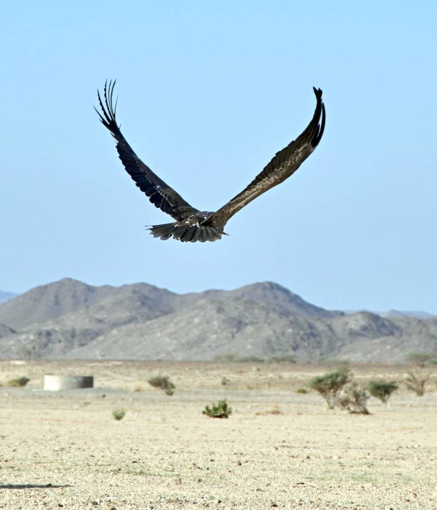 طائر يحلّق في السماء بعد إطلاقه
