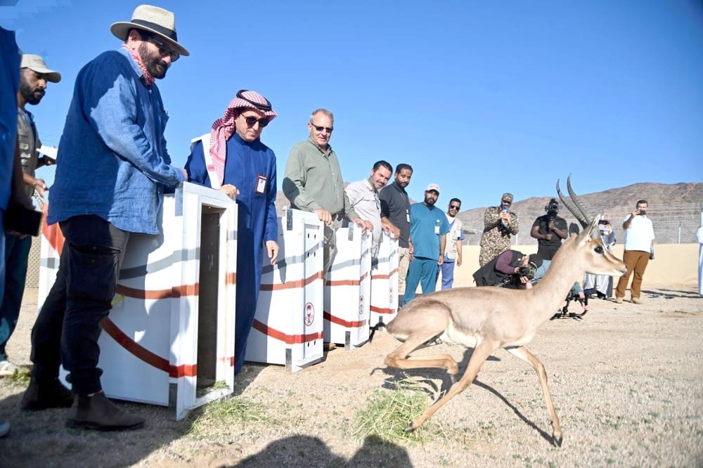 



القائمون على المركز الوطني لتنمية الحياة الفطرية لحظة إطلاقهم 85 كائناً فطرياً مهدداً بالانقراض.