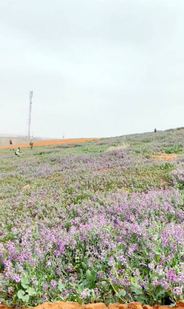 



 انتشار الخزامى والنباتات البرية بألوانها المتنوعة في جميع النواحي بالقرية.