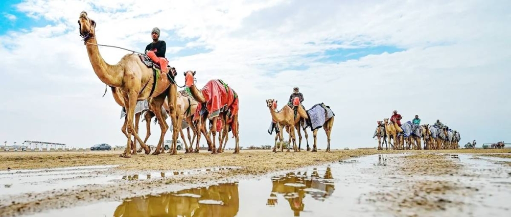 



من مهرجان ولي العهد لسباقات الهجن.