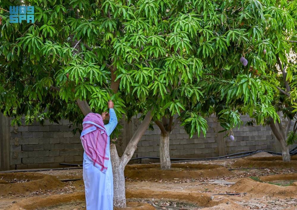 شجرة المانجو بمنطقة الباحة (4)